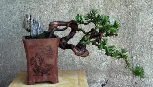 何地|雀舌罗汉松产在何地?如何区分?咋培养出佳品