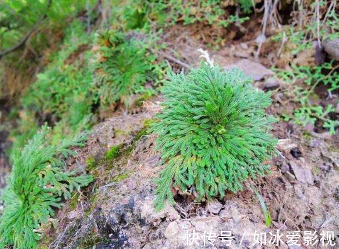 卷柏|野外一杂草,挖回家就是盆栽,见到是幸运