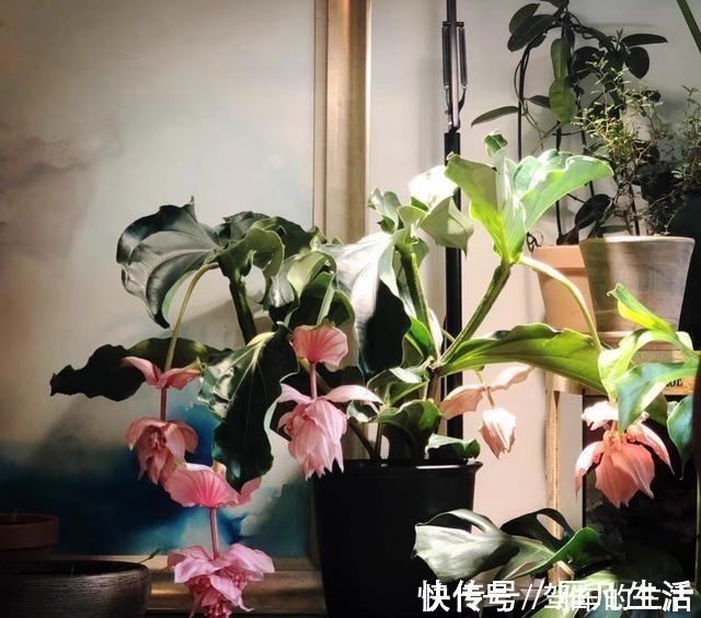 中文译名|国外很火的“网红”盆栽,花叶俱美,花期长达八个月,室内也能养!