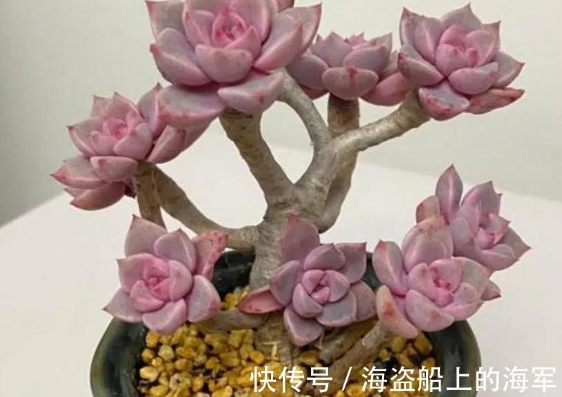 浇水|多肉中的美人胚子红粉佳人,掌握5个技巧,叶片变成多种色彩