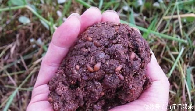 螃蟹|地笼里面放这些饵,泥鳅、螃蟹捞到手发软