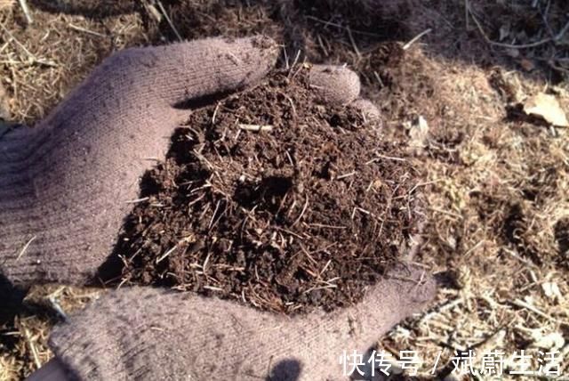 花盆|花盆里放这“4种料,”叶子越长越肥,土壤不板结,花开一朵朵