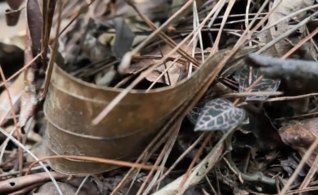 野花野草|大山里一种珍稀植物，市场上一斤好几百，妹子两小时只摘到一小把