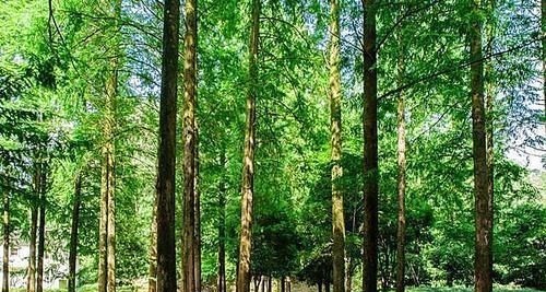 取景|中国溶洞那么多,为什么86版六小龄童的那部西游记选择在此取景呢