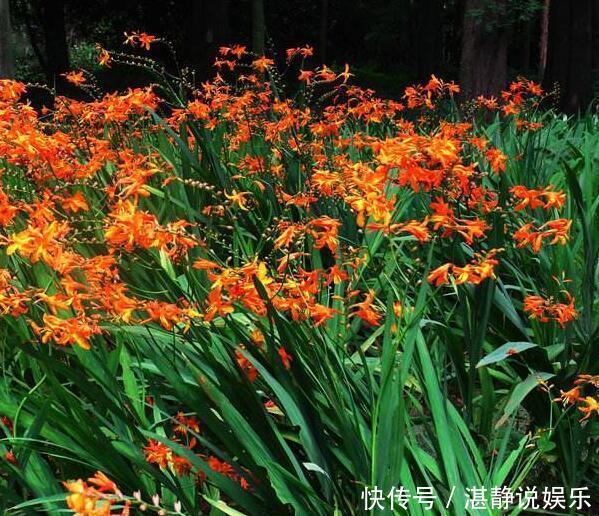 繁殖|夏季喜欢养菊花,不如顺带养盆“火星花”,繁殖能力强,花期6月