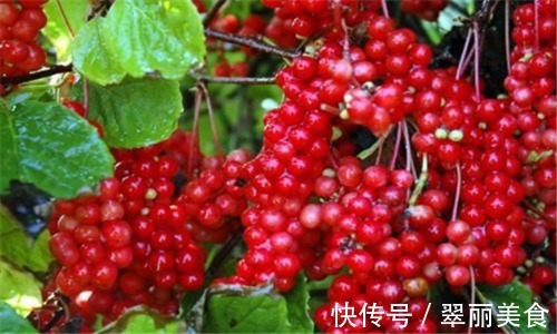 糖尿病人|秋天不妨坚持吃4种食物,滋补肝肾,排毒减肥,改善血液循环