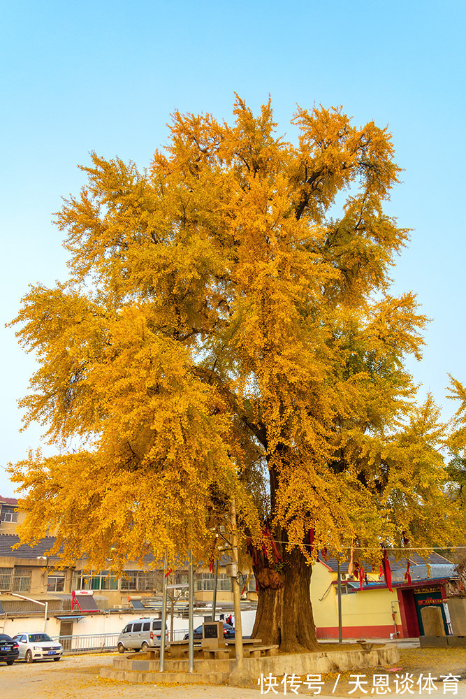 7种树“进宅”，旺财镇宅，延绵百年，家里有地方，一定养一棵