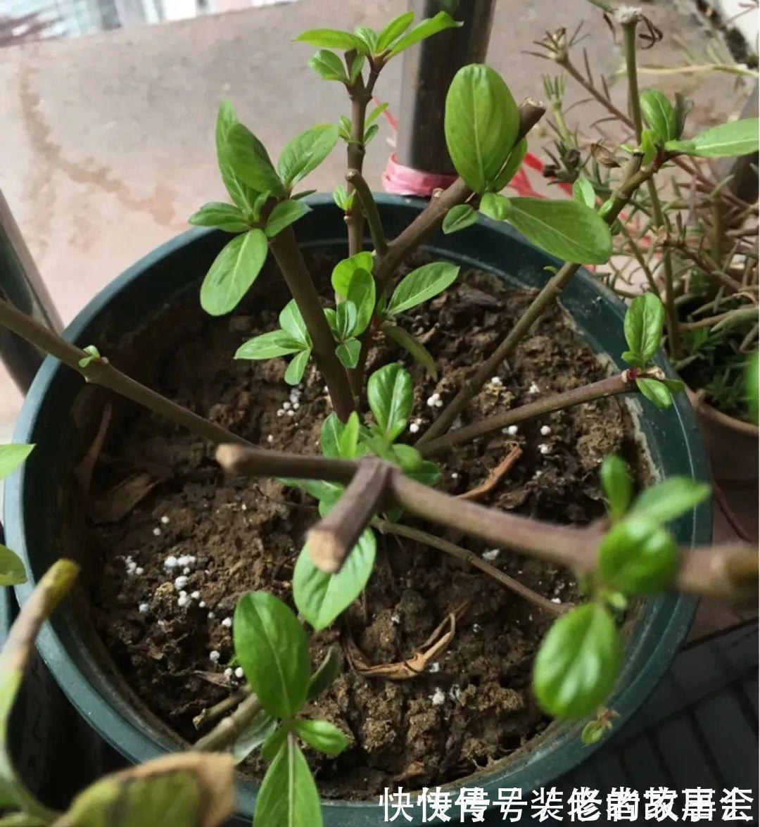花量|6种花别养老桩,越老越不开花,赶紧扦插备份