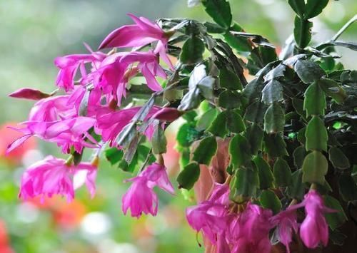 秋冬养蟹爪兰，牢记2个要点，花开满枝头，一茬接一茬！