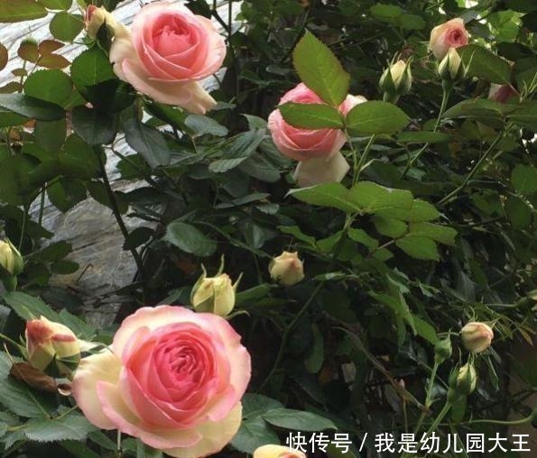 家里有花园,一定要种这几种花,不用打理就能花开满园!