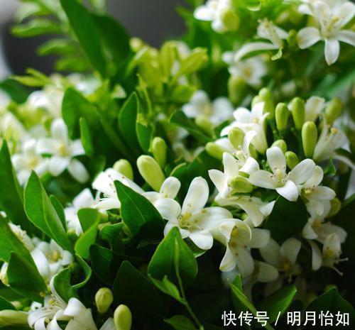 4种漂亮花,一样的喜好,同时管理不要偏心,开出小花园!