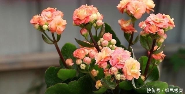 松针叶|想长寿花多冒苞,土里埋下这“两”料,顺利春化,绽放层叠群花