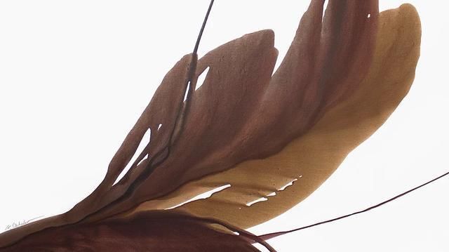 乌克兰|乌克兰艺术家安东·索科洛夫的水、彩画