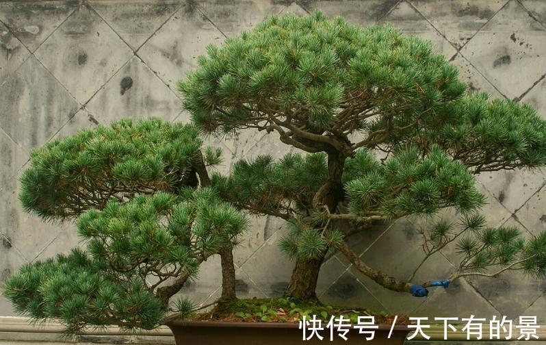 植物盆栽不能随便“瞎修剪”,把握住这些,株型才更有神韵