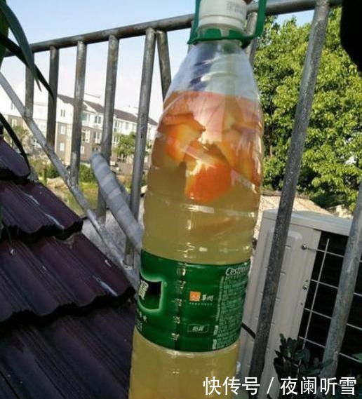 1种家家都有的“废水”，简单一处理，养啥旺啥，多肉也不例外