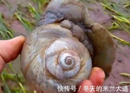 蚌壳|男子水边钓鱼无意发现黑色生物,细看后瞬间欣喜若狂