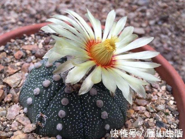 叶片|懒人不适合养花?错!选择5种花,不挑土,耐干旱,不管它都长!