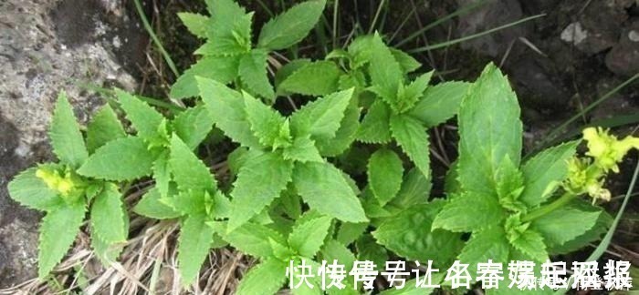 黑参$它是风火牙痛“特效药”,功效强价值高,山上不常见,遇见请重视