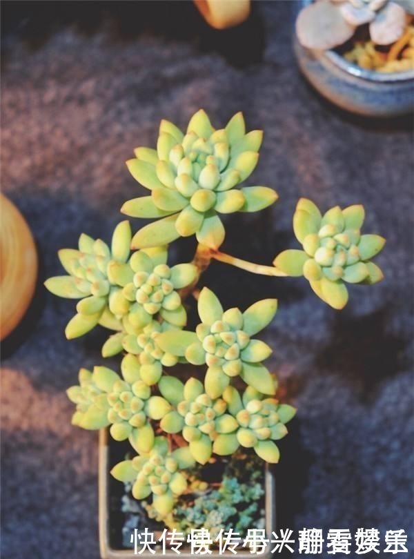 多肉总是“长不大”,注意5点,养出“肉质感”,肥嘟嘟就爆盆!