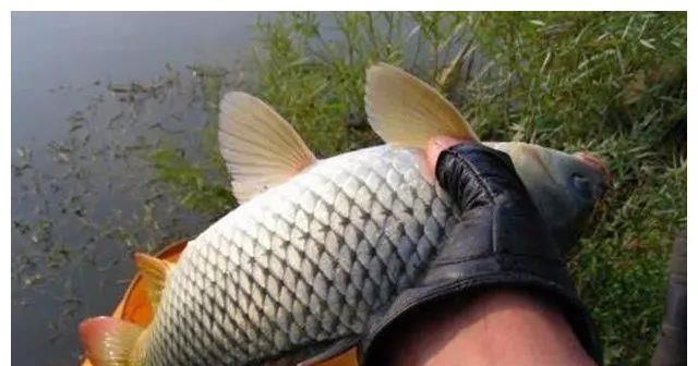 5月难钓鱼肯定是你饵料错了,用对这“3步”,大鱼滚滚来