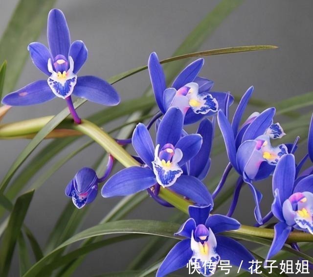 兰花|阳台有地方，种一盆亮眼的“蓝色”四季兰，高雅又上档次！