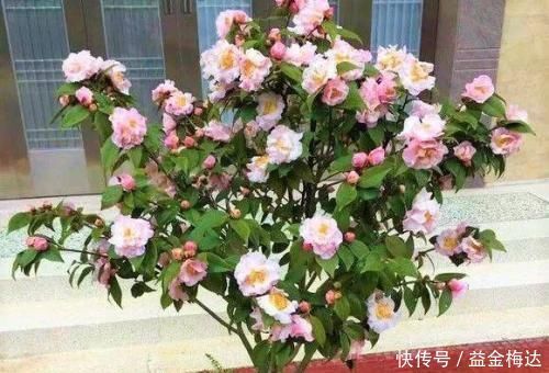 鸡蛋壳养花,用好了才是花肥,用不好,养一盆死一盆!