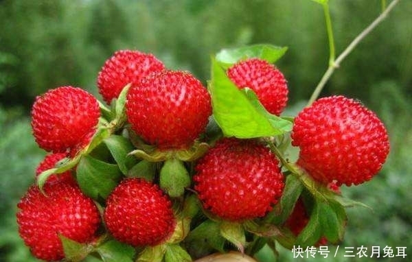 嫌棄|蛇看到就害怕，泡水喝能消炎，味道有點(diǎn)怪很多人嫌棄吃