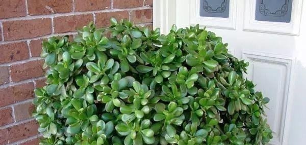 “耐干旱”的3种花，即使40天不浇水，一样“爆盆”，生长快！