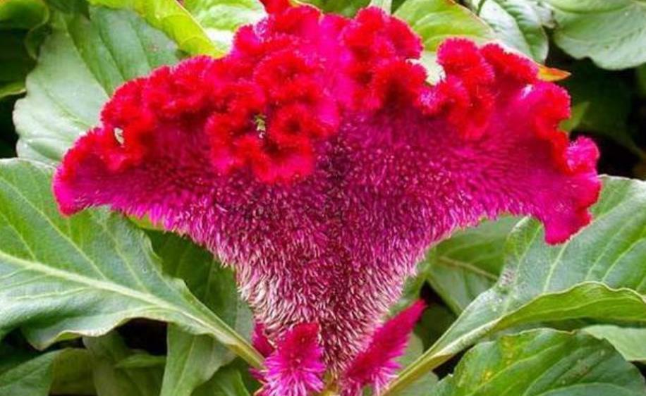 3种花美的出奇,不仅花好看,名字也好听,养在阳台开成花海