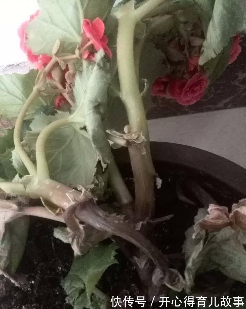 植物烂根怎么办，学会这些就不用担心了