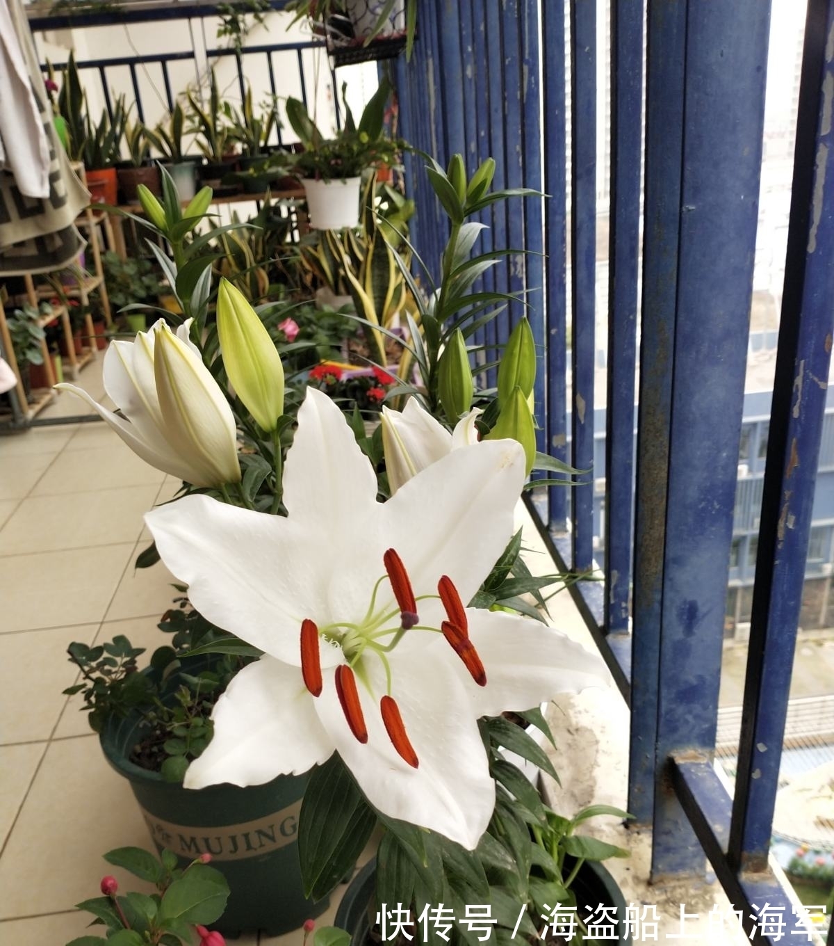 3个养花坏习惯,要赶紧改掉,不然花养得再多也养不好