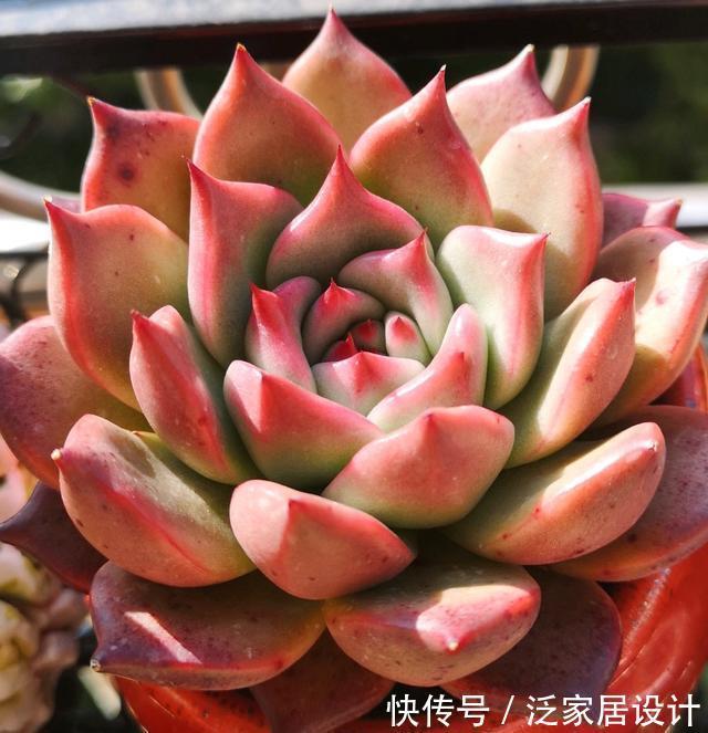 颜值|东云系出品皆是精品,多肉红颜蜜语,名字好听颜值高,不容错过