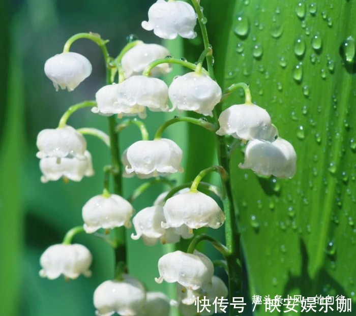 此花花姿绰约,宛如一串串洁白的小铃铛,散发着阵阵清雅的芳香