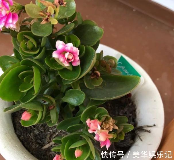 养长寿花、矮牵牛,甭太懒、太勤快!盆栽嗖嗖地开花、窜新叶