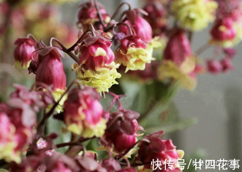 它的花像红灯笼,是年宵花“新宠”,现在养一盆,春节开花到五一