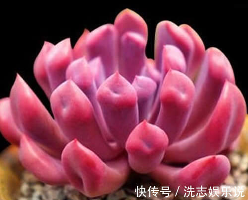 红润|多肉丘比特怎么养教你3个小妙招,养出红润艳丽的丘比特