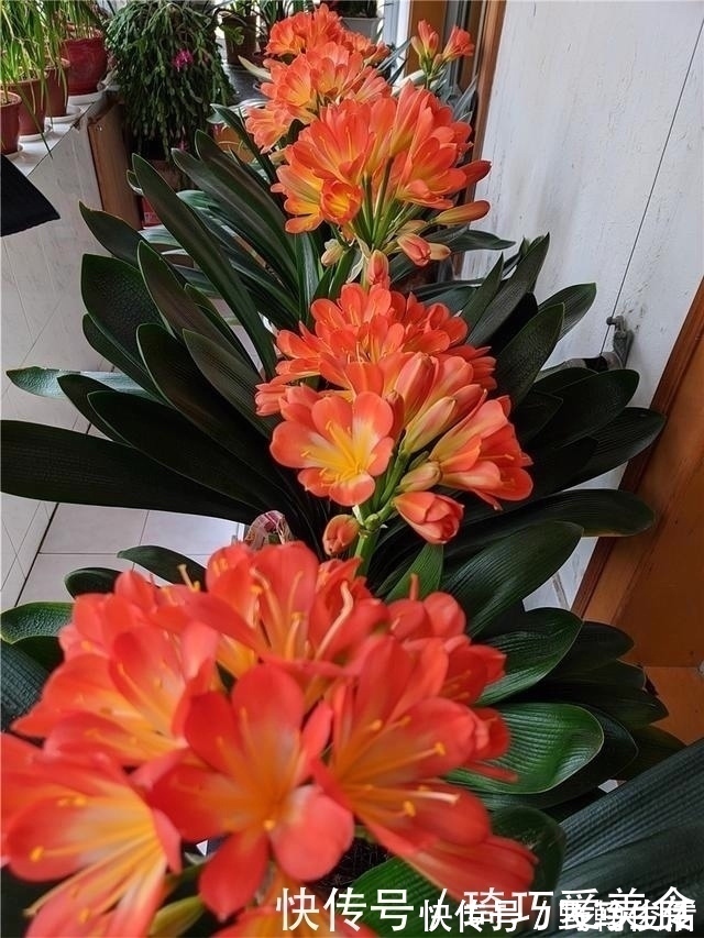 花友们|君子兰肥足长得壮,4种“肥水”轮着浇,10枝花箭一起蹿出来
