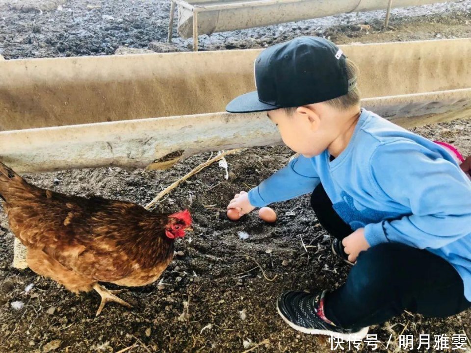 膽固醇|天天吃雞蛋好不好?天天吃雞蛋,會不會有損人體特別是心臟健康?