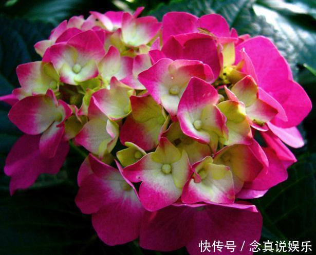 琼花不能“惯着来”,一个“小动作”,花苞成团冒,花朵变成球