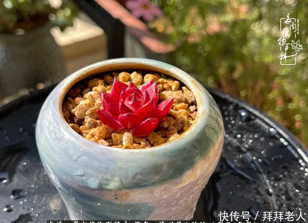 多肉与我，不负时光韶华！