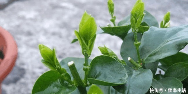 秘诀|茉莉花开半年的秘诀在这里, 老阿姨告诉我们就是这么简单!