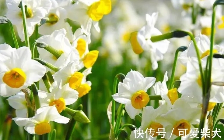 四大名花是哪四种花?