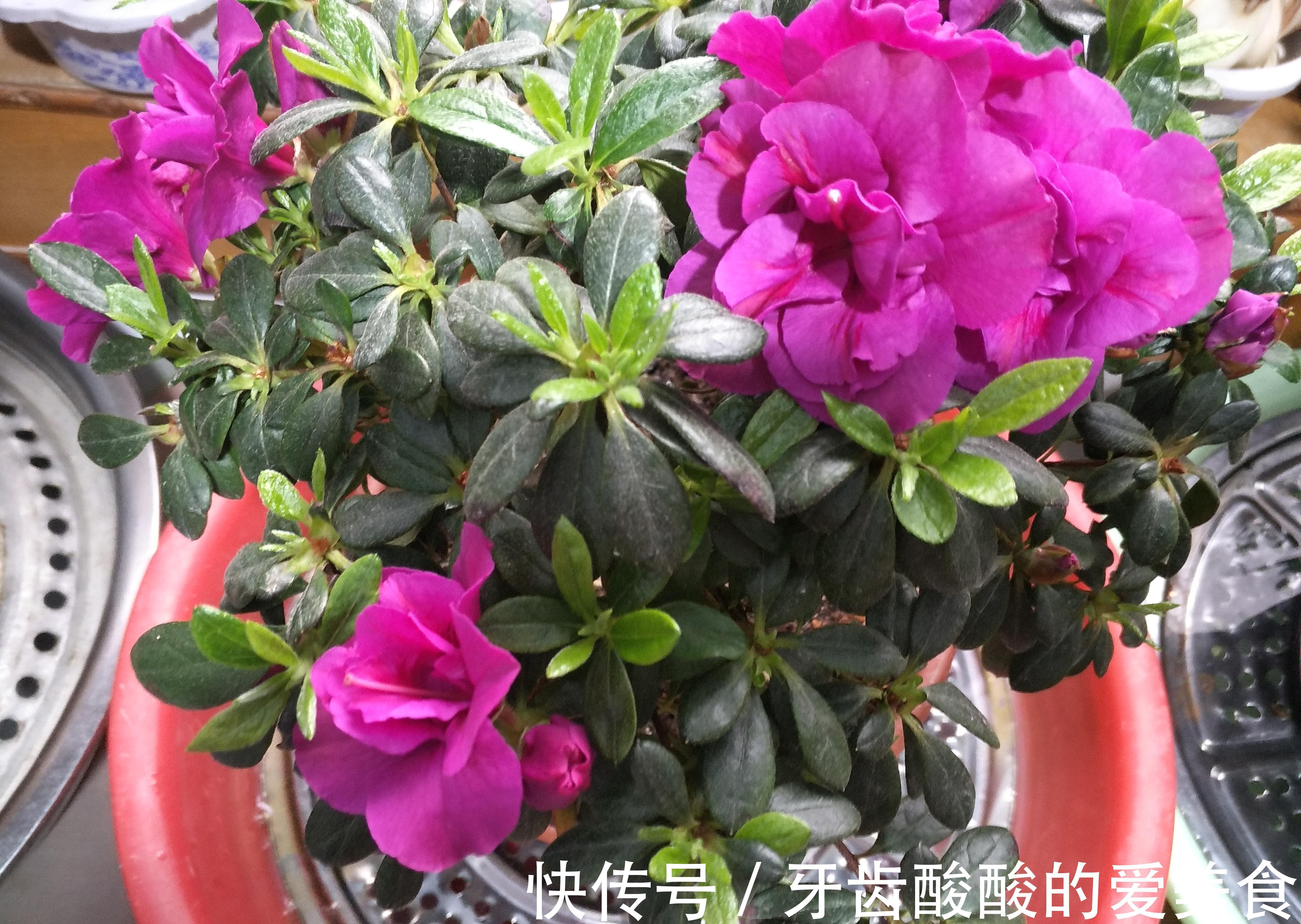 杜鹃花总是养不长久，满足它这三个喜好，叶绿根壮，花开不断