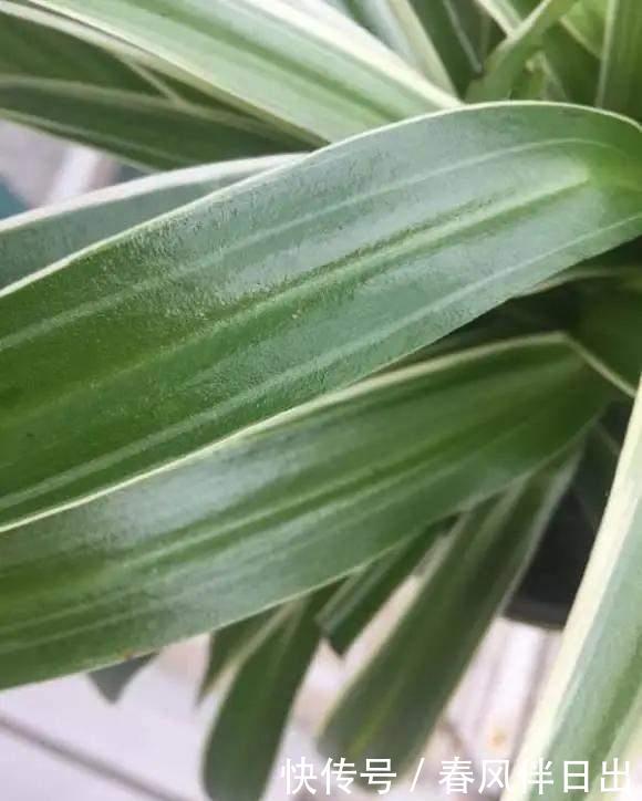 养花别乱放，家里有几处，空着也别放，放一盆死一盆