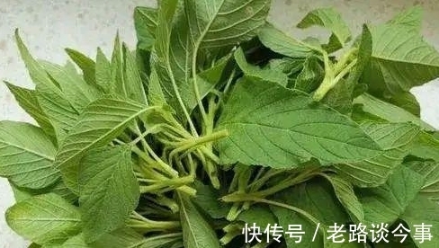 城里人|你说气人不？让城里人羡慕不已的野菜，在农村则可以就地取材