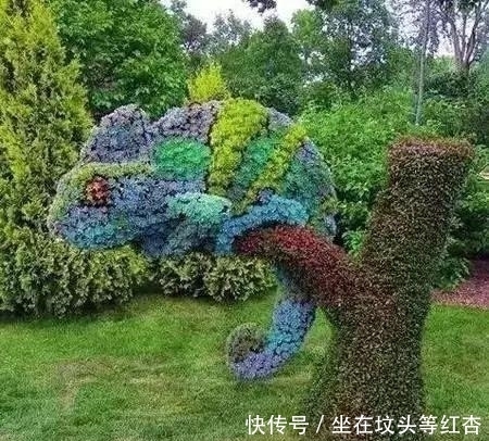 塑造|植物塑造出来的造型简直美炸了,你见过这样的植物吗?