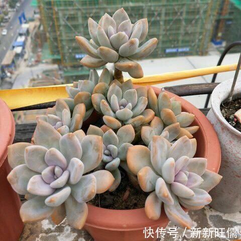 紫乐|多肉大神愿意推荐,新手养起来舒心的5个品种,春季入手正当时