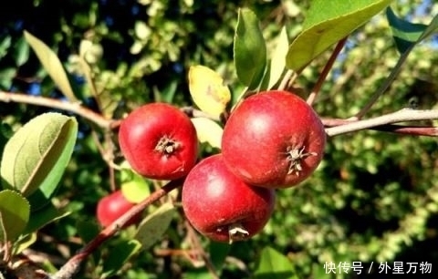 肥胖就常吃这几样食物 排出体内湿气 和大肚腩说拜拜