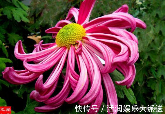 喜欢菊花,不如养盆优良名菊“薰风倩影”,似金蕊红装,艳丽多彩