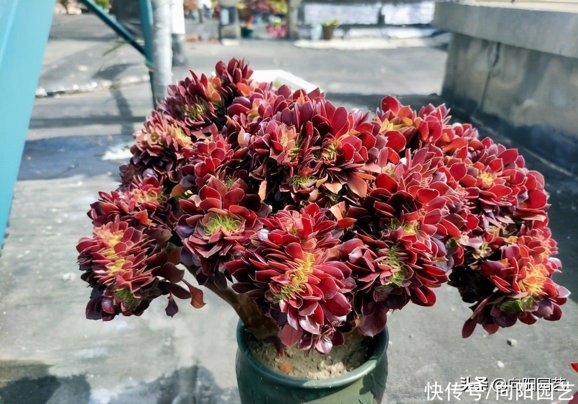 水分|夏季来临，法师进入艰难阶段，叶子开始凋落，赶紧停止浇水